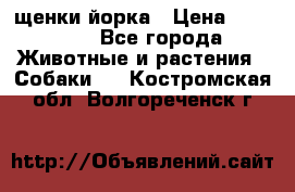 щенки йорка › Цена ­ 15 000 - Все города Животные и растения » Собаки   . Костромская обл.,Волгореченск г.
